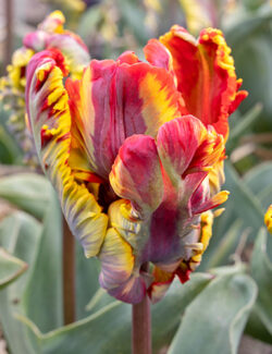 Tulip Rasta Parrot