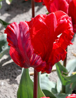 Parrot Tulip Rococo