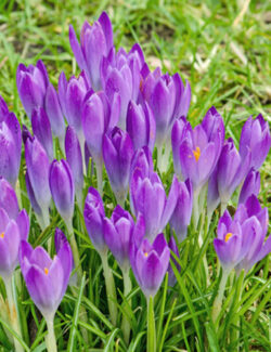 Species Crocus Barr's Purple