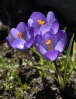 Species Crocus tommasinianus