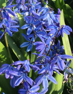 Scilla siberica Spring Beauty