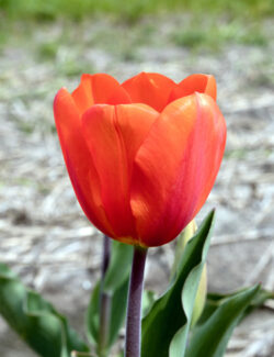 Triumph Tulip Cadans
