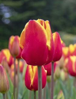 Triumph Tulip Denmark