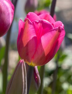 Triumph Tulip Don Quichotte