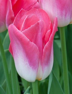 Triumph Tulip Dynasty