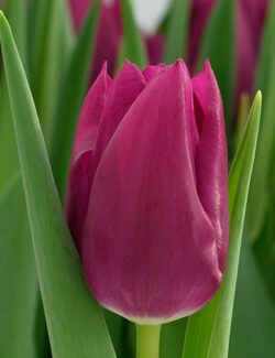 Triumph Tulip Embrace