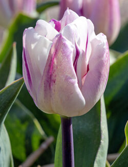 Triumph Tulip Flaming Flag