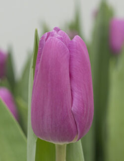 Triumph Tulip Fortress