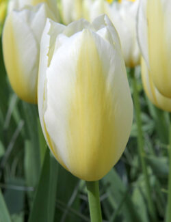 Triumph Tulip Francoise