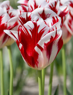 Triumph Tulip Grand Perfection