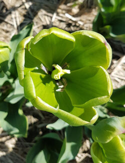 Triumph Tulip Green Power