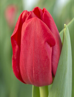 Triumph Tulip Heartbreaker