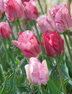 Triumph Tulip Hemisphere