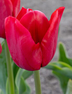 Triumph Tulip Ile de France
