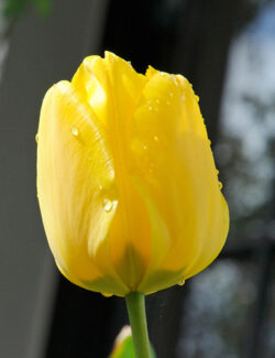 Triumph Tulip Jan van Nes