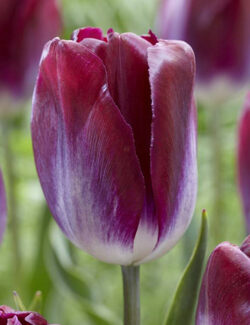 Triumph Tulip Kansas Proud