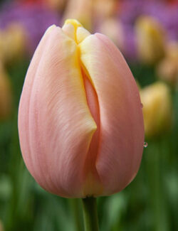 Triumph Tulip Mango Charm