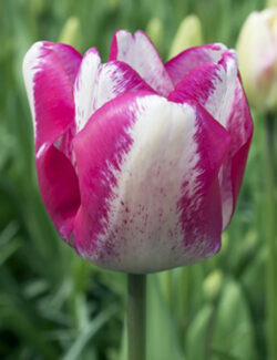 Triumph Tulip Mata Hari