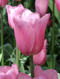 Triumph Tulip Mistress