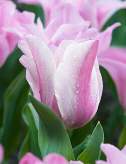 Triumph Tulip Mistress Mystic