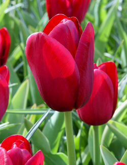 Triumph Tulip National Velvet