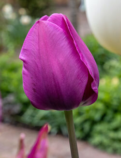 Triumph Tulip Negrita