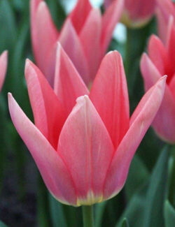 Triumph Tulip Neper