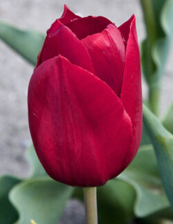 Triumph Tulip Pallada