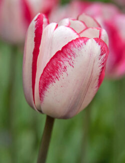 Triumph Tulip Playgirl