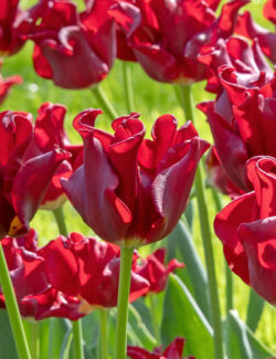 Triumph Tulip Red Dress