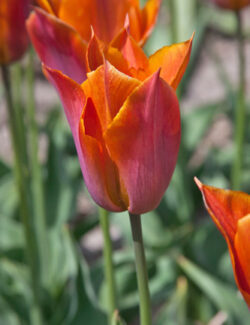 Triumph Tulip Request