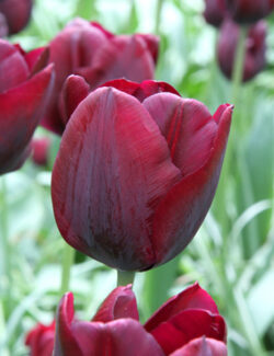 Triumph Tulip Ronaldo