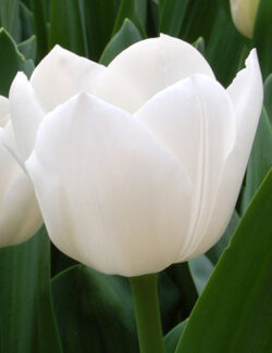 Triumph Tulip Royal Virgin