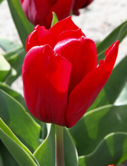 Triumph Tulip Seadov