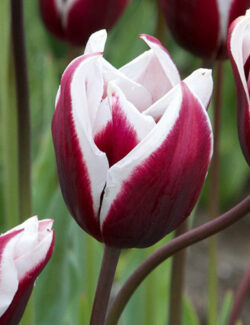 Triumph Tulip Spitsbergen