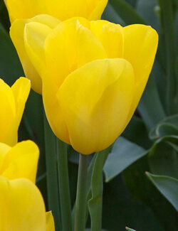 Triumph Tulip Strong Gold