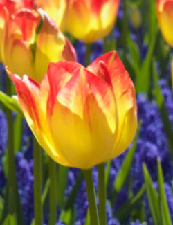 Triumph Tulip Suncatcher