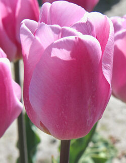 Triumph Tulip Synaeda Amor