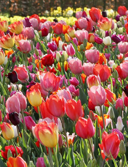 Tulip Triumph Mix