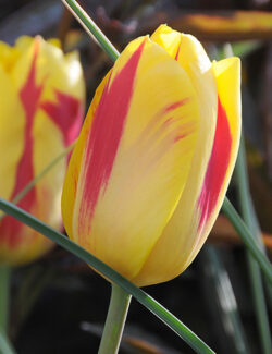 Triumph Tulip Washington