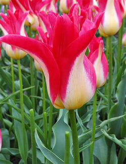 Lily Flowering Tulip Strawberry Romanoff