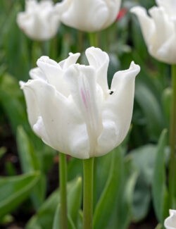 Triumph Tulip White Liberstar