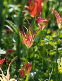 Botanical Tulip Acuminata