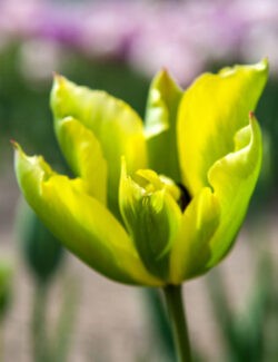 Viridiflora Tulip Formosa
