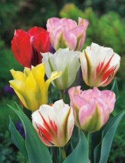 Viridiflora Tulip Mix