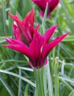 Viridiflora Tulip Purple Dance