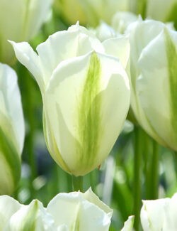 Viridiflora Tulip Spring Green