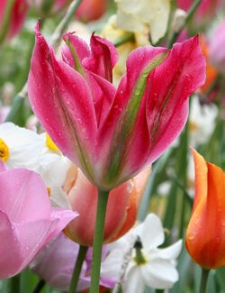 Viridiflora Tulip Virichic