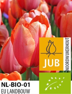 BIO Tulip Apricot Impression