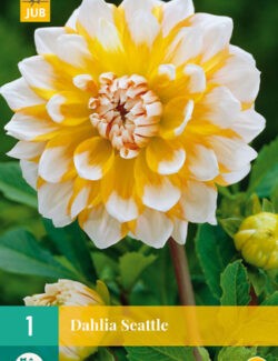 Dahlia Seattle